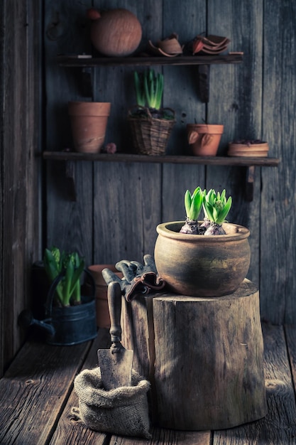 Plantar un azafrán verde en suelo oscuro en una cabaña de madera