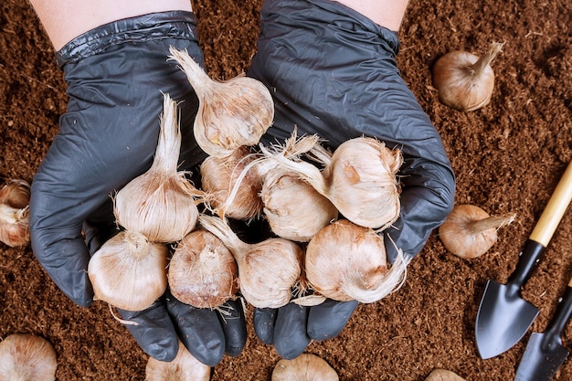 Plantar bulbos de azafrán en el suelo. Un puñado de bulbos de azafrán en manos de un agricultor. Herramientas de jardinería.