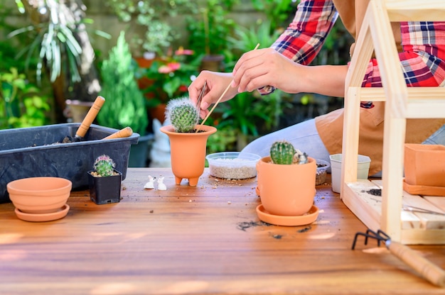 Plantar cactos e árvores em crescimento. Jardinagem doméstica e atividade recreativa no jardim botânico.