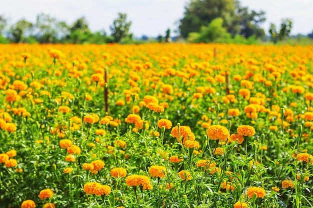 Plantar caléndulas con cielo durante el día.