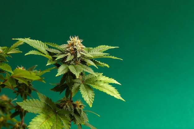 Plantar cannabis sativa belo fundo do tema da legalização e cânhamo medicinal no mundo