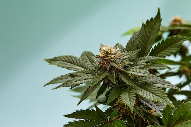 Plantar cannabis sativa belo fundo do tema da legalização e cânhamo medicinal no mundo