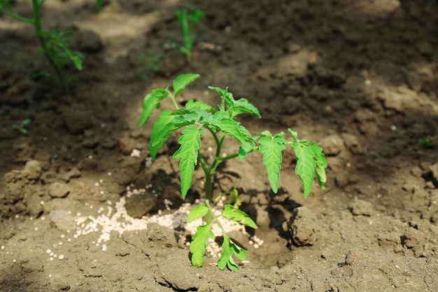 Plantar com fertilizante sobre o fundo do solo