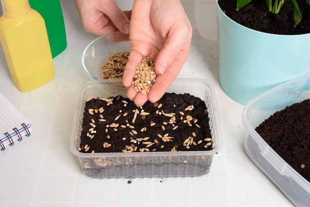 Plantar e semear em plantadores para germinar em casa. processo passo a passo de plantio de sementes