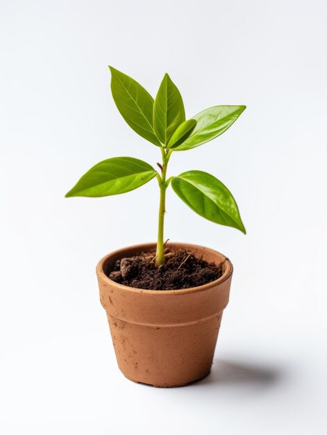 Foto plantar em um vaso em fundo branco