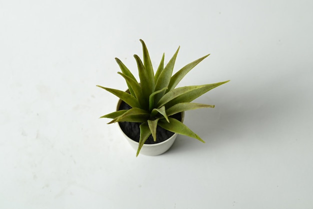 plantar em uma panela isolada no fundo branco