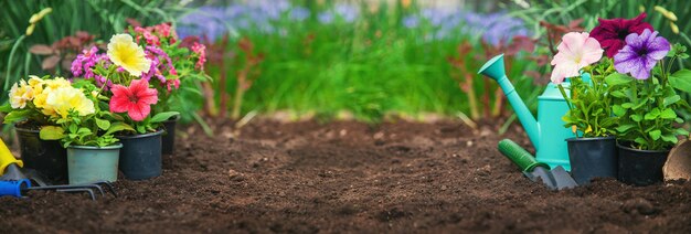 Foto plantar flores en el jardín.