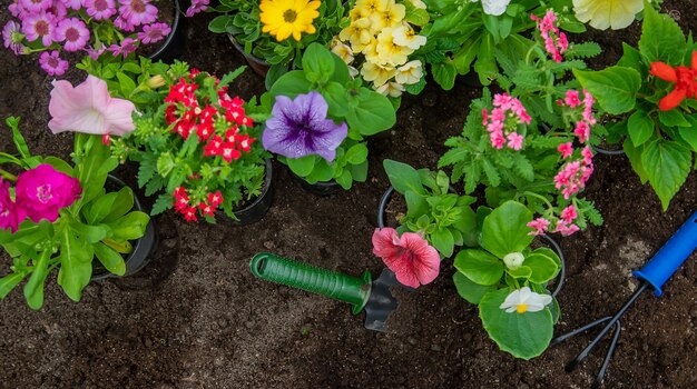 Plantar flores en el jardín.