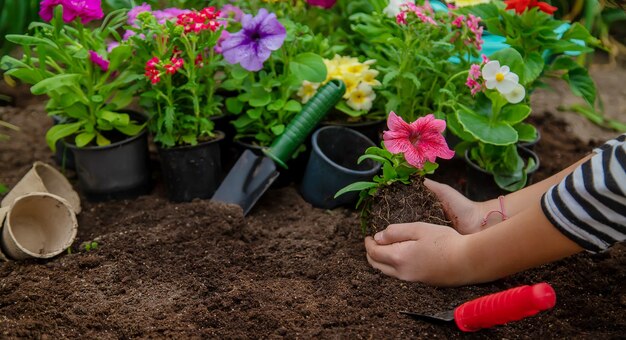 Plantar flores en el jardín.