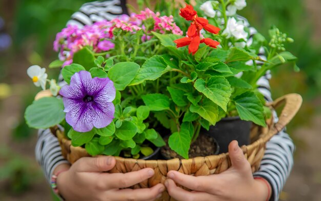 Plantar flores en el jardín.