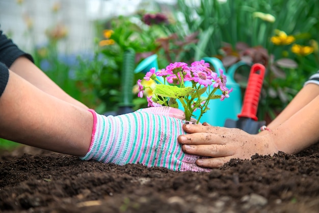 Plantar flores en el jardín.