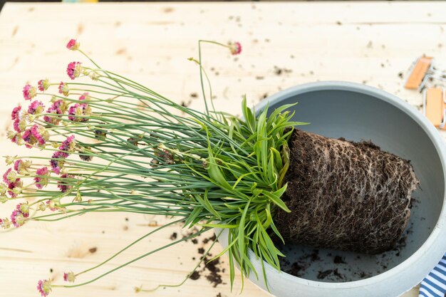 Plantar flores en macetas pequeñas a fines de la primavera.