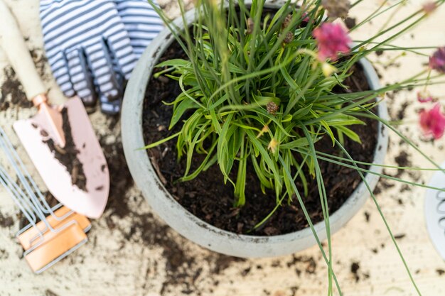 Plantar flores en macetas pequeñas a fines de la primavera.