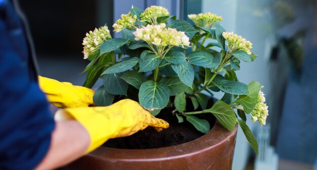 Plantar flores en una olla Ecología