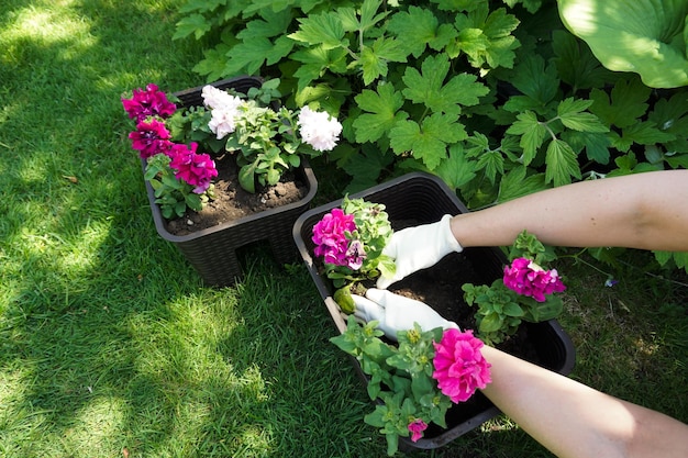 Plantar flores de petunia en jarrones de jardín.