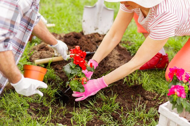 Plantar flores vermelhas. Vista superior de um casal de luvas plantando flores vermelhas em um belo dia de verão