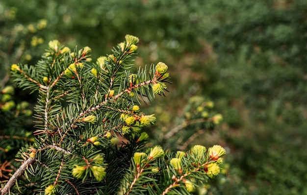 Plantar fondo verde con ramas de árboles coníferos con racimos de agujas de primavera jóvenes