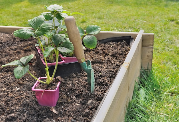 Plantar fresas en un jardín cuadrado construido con tablones