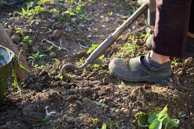 Plantar fresas en el jardín Trabajos de primavera Una mujer mayor trabaja con una herramienta al atardecer Foto de alta calidad