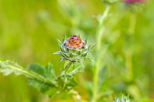 Foto plantar frutos de cardo na natureza de perto