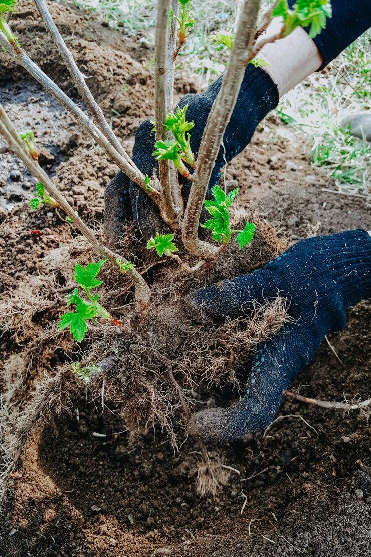 Plantar groselha Bush, raízes no chão, jardinagem, mãos em luvas domésticas