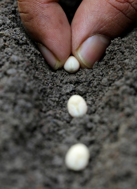 Plantar guisantes en suelo fértil