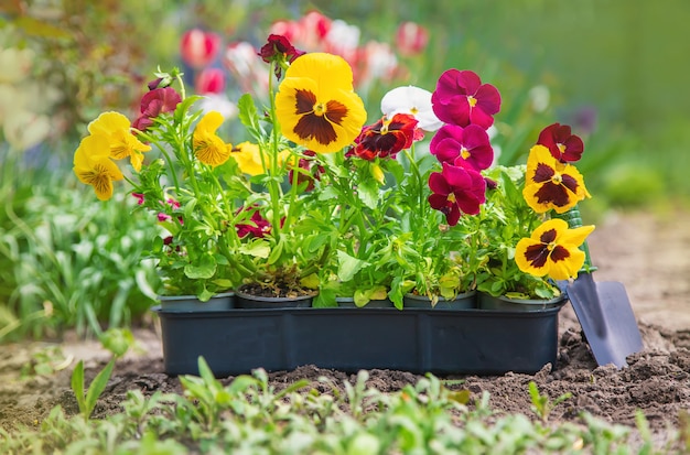 Plantar un jardín de flores, primavera verano. Enfoque selectivo.