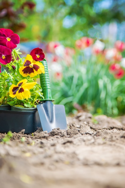 Foto plantar un jardín de flores, primavera verano. enfoque selectivo.