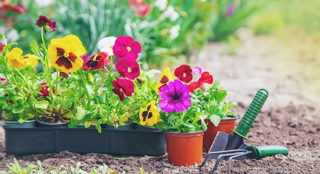 Plantar un jardín de flores, primavera verano. Enfoque selectivo.