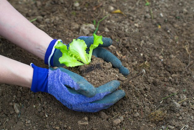 Plantar lechuga en el jardín.