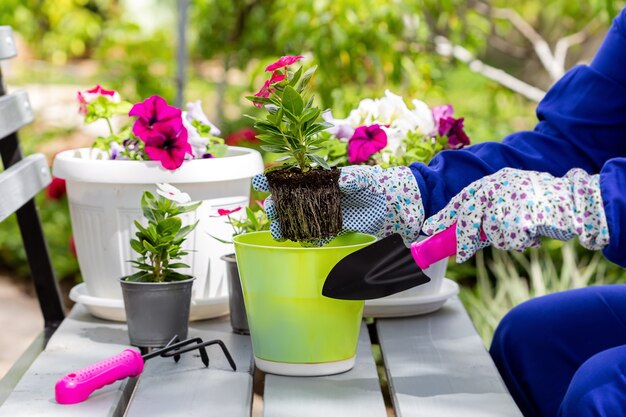 Plantar lindas flores anuais no jardim de sua casa. Catharanthus vermelho e branco em uma panela verde