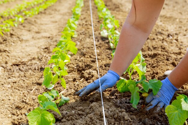 Plantar mudas de pepino em uma estufa em fileiras uniformes. Um fazendeiro está plantando mudas no solo com luvas azuis.