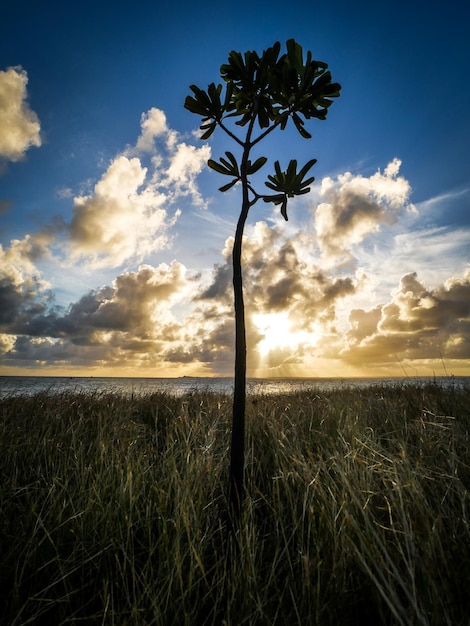 Foto plantar no campo contra o céu durante o pôr-do-sol