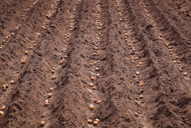 Foto plantar papas en la primavera para la cosecha.