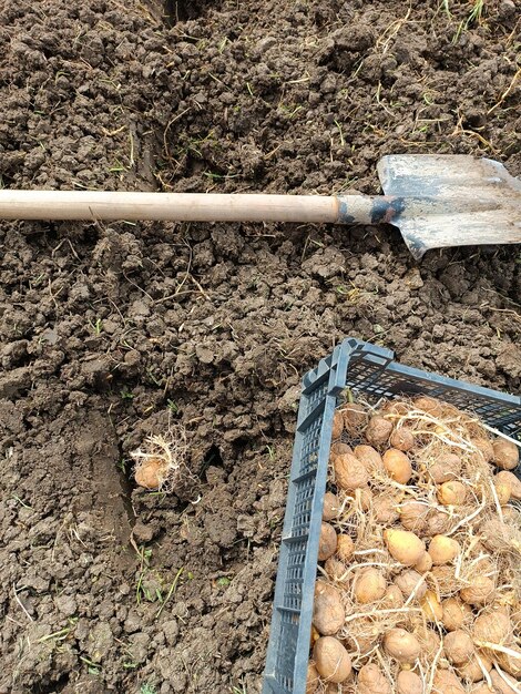 Plantar patatas en el jardín Una caja con patatas germinadas una pala y un agujero en el suelo con un tubérculo