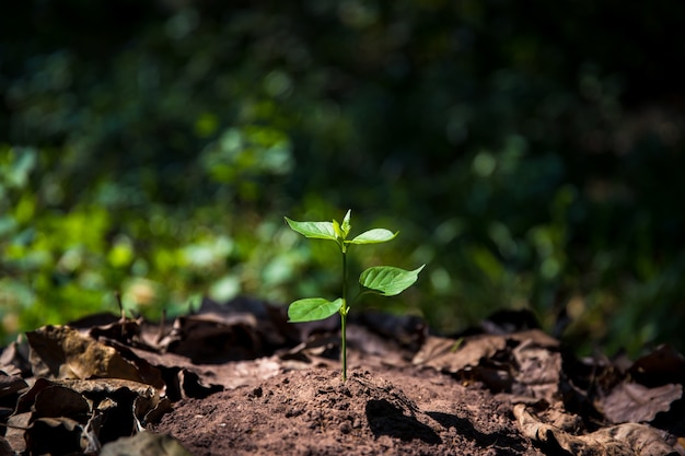 Plantar una planta de crecimiento de árboles