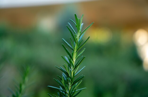 Foto plantar una planta de hierba de romero sensorial de jardín orgánico con hojas verdes en forma de aguja en el patio trasero