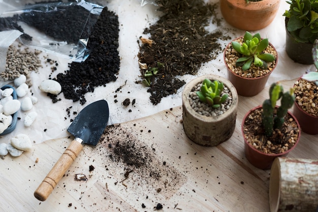 Foto plantar plantas cactus piedras del suelo en una mesa de madera