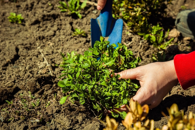 Plantar plantas en campo abierto en primavera con una pala.