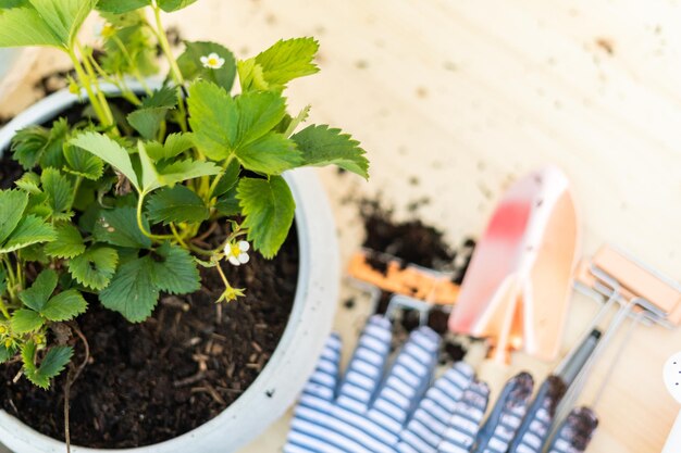 Foto plantar plantas de fresa en una pequeña maceta de jardín.