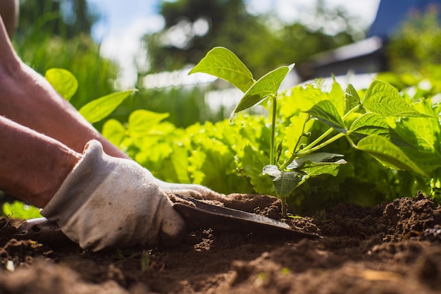 Plantar plantas en un lecho vegetal en el jardín Tierra cultivada de cerca Concepto de jardinería Plantas agrícolas que crecen en la fila de la cama