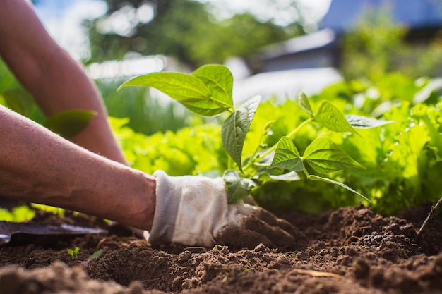 Plantar plantas en un lecho vegetal en el jardín Tierra cultivada de cerca Concepto de jardinería Plantas agrícolas que crecen en la fila de la cama