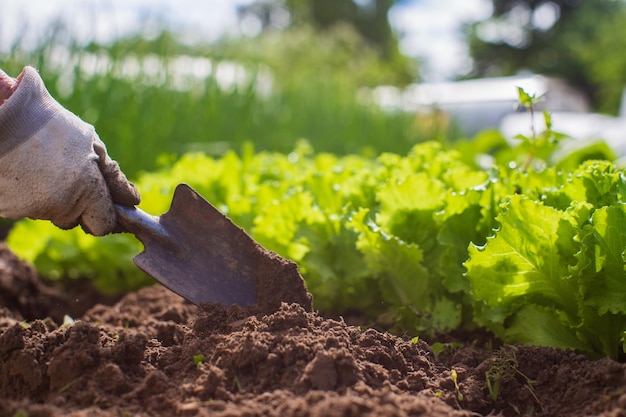 Plantar plantas en un lecho vegetal en el jardín Tierra cultivada de cerca Concepto de jardinería Plantas agrícolas que crecen en la fila de la cama