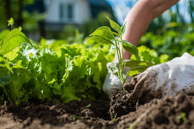 Plantar plantas en un lecho vegetal en el jardín Tierra cultivada de cerca Concepto de jardinería Plantas agrícolas que crecen en la fila de la cama