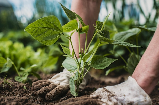 Plantar plantas en un lecho vegetal en el jardín Tierra cultivada de cerca Concepto de jardinería Plantas agrícolas que crecen en la fila de la cama