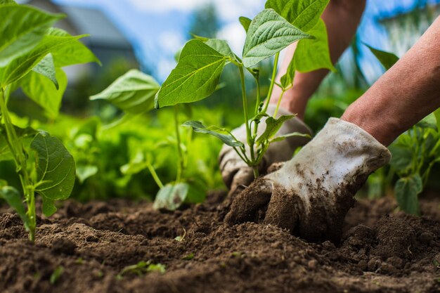 Plantar plantas en un lecho vegetal en el jardín Tierra cultivada de cerca Concepto de jardinería Plantas agrícolas que crecen en la fila de la cama