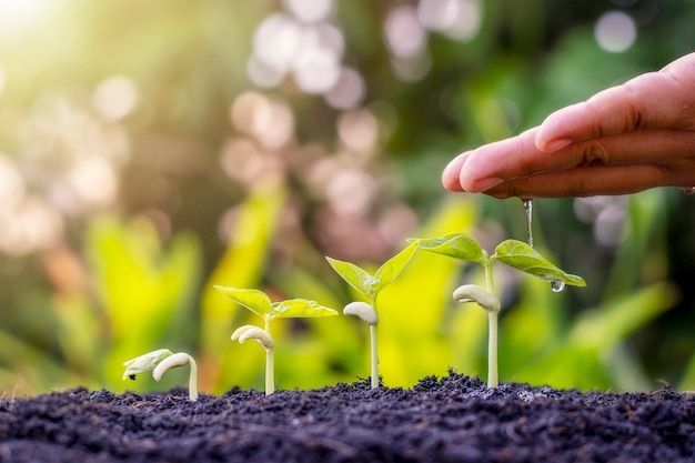 Plantar plantas en el suelo y regar las manos, incluyendo mostrar la etapa de crecimiento de las plantas, plantar ideas e inversiones para los agricultores.