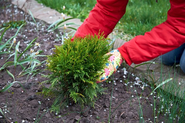 Plantar plántulas en el jardín.