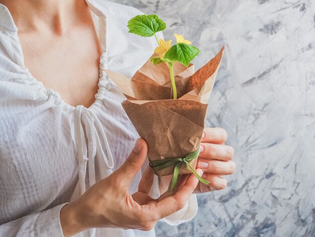 Foto plantar plántulas de pepinos en el suelo. plántulas de pepino antes de plantar.