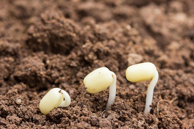 Plantar plántulas en el suelo.